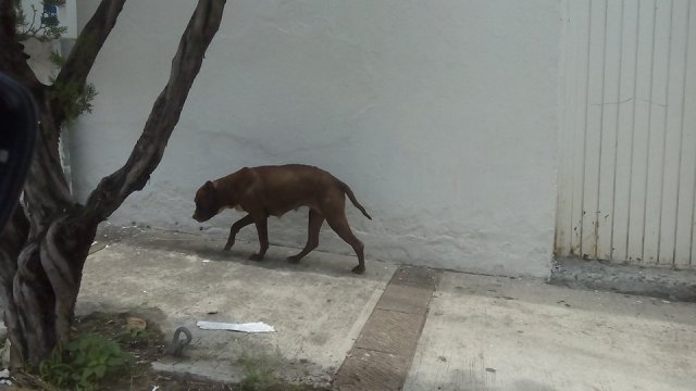 Fotografía por: Mónica Mendoza/ Canina con desnutrición en las calle de Atotonilco.